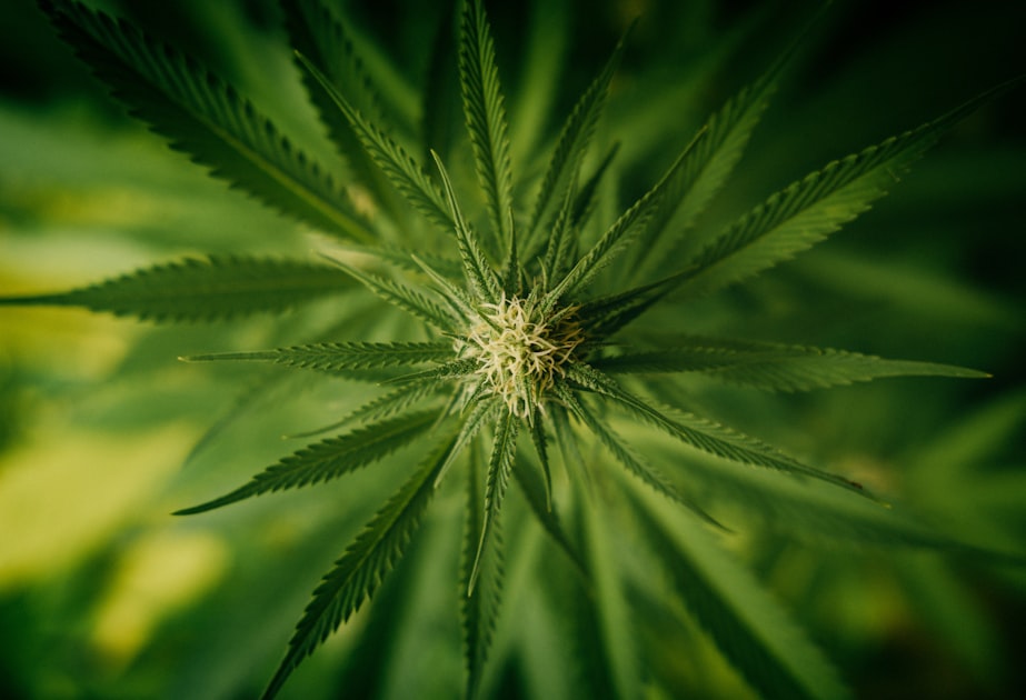 How to Consume Marijuana Safely