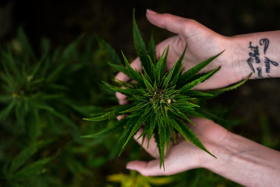 Marijuana Legalization Around the World