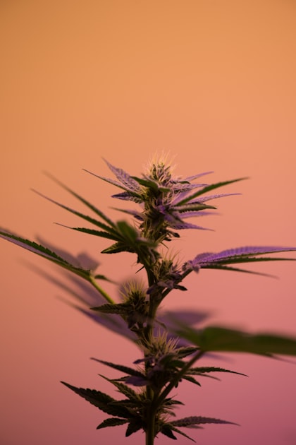 The Science Behind Marijuana